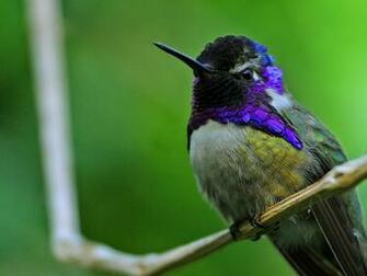Unique Animals S Hummingbirds Pictures Wallpaper