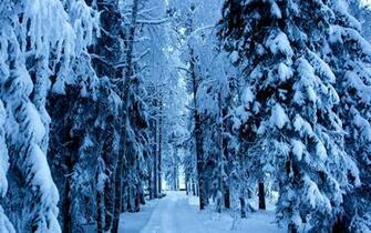 Forest Snow Winter