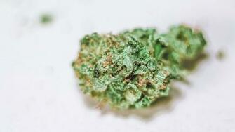 Master Kush Cannabis Nug Wallpaper Marijuana Pictures