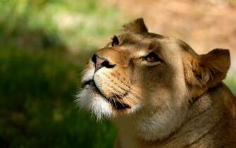 Lioness S Wallpaper