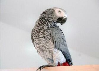 HD Grey Congo Wallpaper