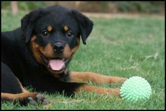 Rottweiler Puppy Wallpaper I By