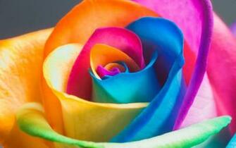 Rainbow Flowers HD Wallpaper