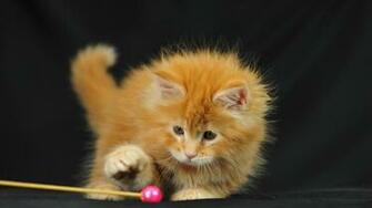 Lol Cat Wallpaper