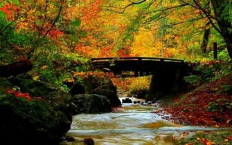 Autumn Beautiful Splendor Nature Forests HD Desktop Wallpaper
