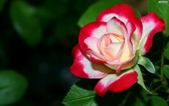 Red Rose Wallpaper Resolutions More