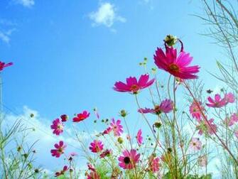 Beautiful Flower Background