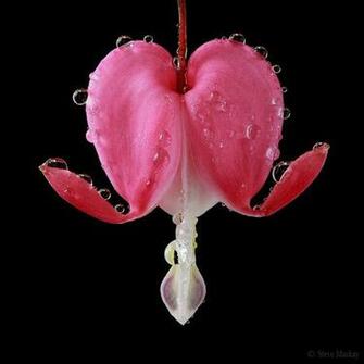 Bleeding Heart By Steve Mackay A Focus Stacked Shot Shots