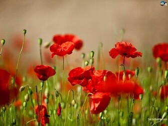 Poppy Wallpaper