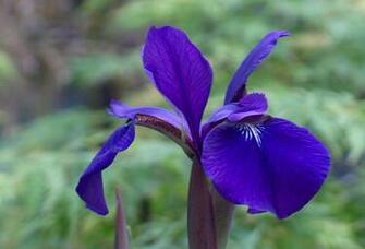 Purple Iris