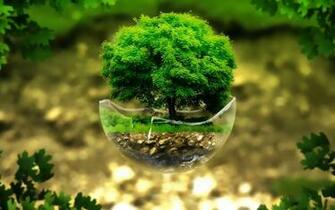 Bonsai Tree Wallpaper