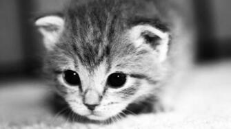 Wallpaper Kitten Face Eyes Cute HD Background