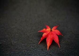 Leaf Wallpaper Wallpaperesque