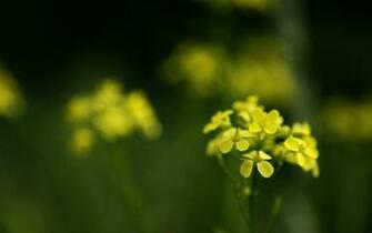 Yellow Spring Flowers Wallpaper Stock Photos