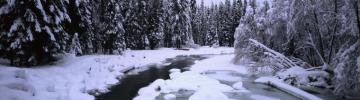 Feeling Wintery R Multiwall