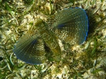 Flying Gurnard In The Sand Photo And Wallpaper