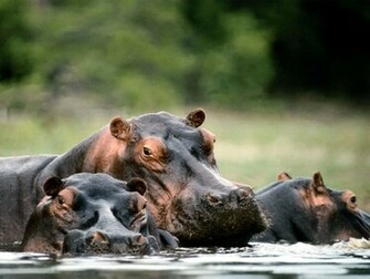 Hippos Wallpaper Background
