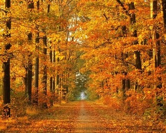 Fall Background Wallpaper Desktop