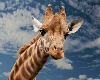 Funny Giraffe HD Wallpaper For X HDwallpaper Net