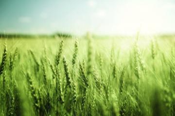Switching To Organic Farming Gets Its Own Certification Kashi
