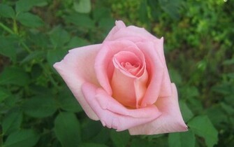 Pink Roses Widescreen Wallpaper