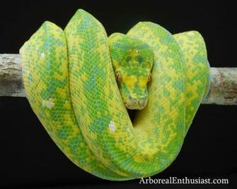 Arboreal Enthusiast Green Tree Pythons