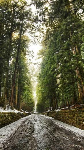 Old Forest Alley iPhone 5s Wallpaper