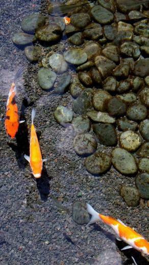 Koi Fish Live Wallpaper Brings You Lovely Realistic Pictures Of
