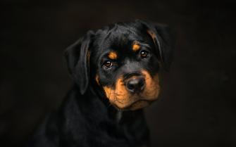 Rottweiler Wallpaper Top Background