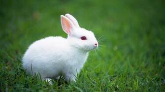 Hite Rabbit HD Wallpaper Background Image