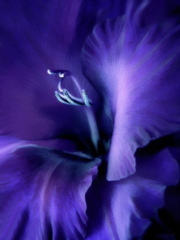 Purple Velvet Gladiolus Flower Photograph By Jennie Marie Schell