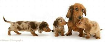 Related Pictures Puppies Wallpaper Bristol Hot Air Balloon Festival