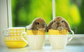 Cute Baby Bunnies HD Wallpaper In Animals Imageci