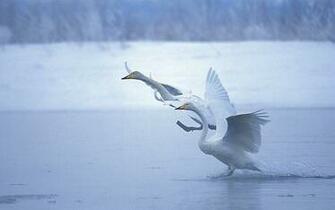 Flying Swan Wallpaper Pictures