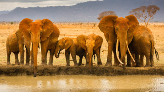 African Animals Wallpaper