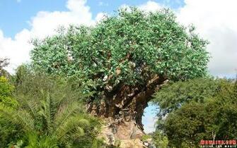 Tree Of Life Desktop Wallpaper