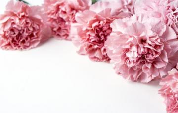 Wallpaper Flowers Petals Pink Beautiful Clove