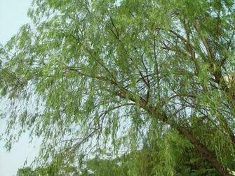 Willow Tree Pictures Trees And Flowers
