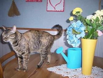 Cats Spring Kitty