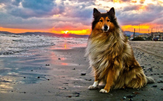 Dogs On The Beach Wallpaper