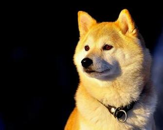 Shiba Inu Dog Wallpaper HD Wallpaperlepi
