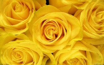Desktop Wallpaper Flowers