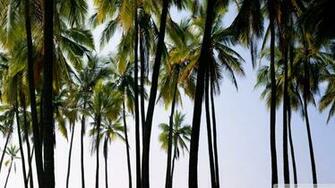 Palm Trees Wallpaper