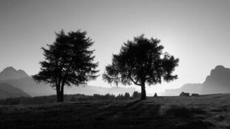 Wallpaper Trees Slope Black And White 4k Ultra HD