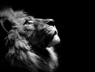 Wallpaper Lion Face Desktop Animals Goodwp