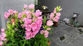 Wallpaper Pictures HD Garden Pink Sheep Statue Flower Cool