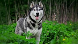 Siberian Husky Wallpaper Wide HD