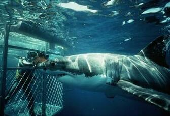 Camps Bay Adventure On Your Luxury Villa S Doorstep
