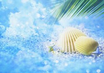 Seashell Wallpaper For Desktop Weneedfun
