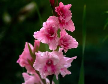 Gladiolus 4k Ultra HD Wallpaper